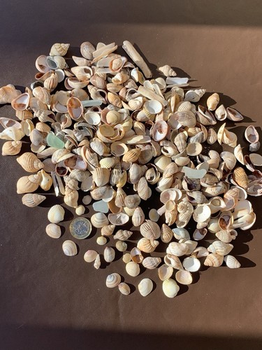Tiny sea shells - natural,