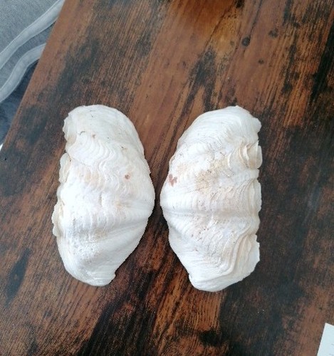 Vintage giant thick clam - 2,