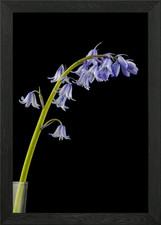 Bunch Of Bluebells Framed Wall