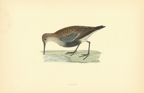Dunlin morris british - morris's,