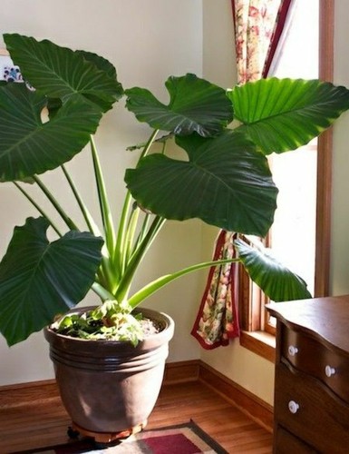 Jumbo elephant ear giant - elephant,