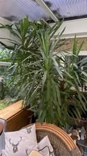 Giant Yukka Indoor Plant