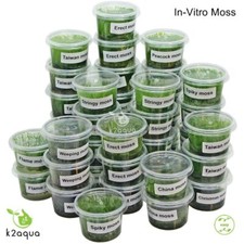 In Vitro Moss Live Aquarium Plant for Shrimp & Fish Tanks Nano Aquascape K2AQUA