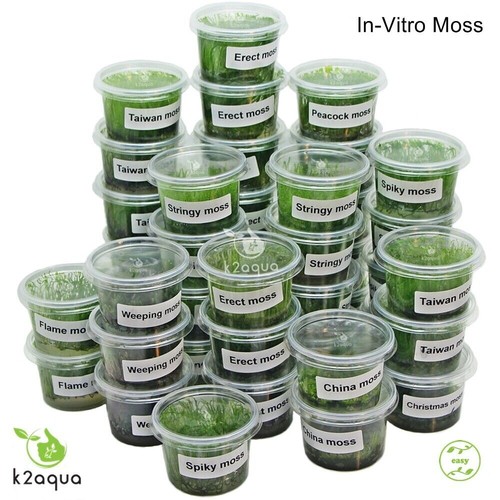 Vitro moss live aquarium - vitro,