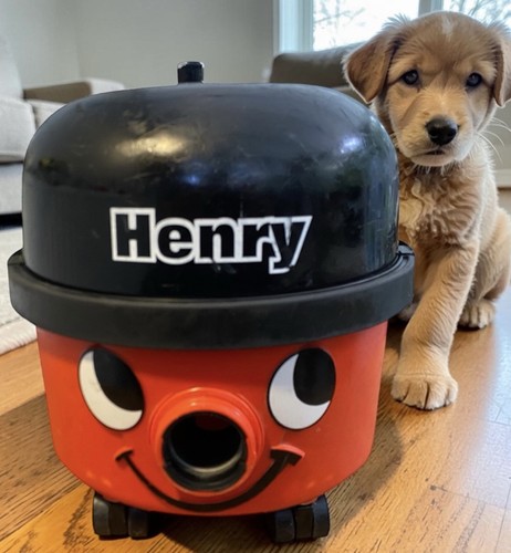 Henry hoover vac serviced - henry, 620w