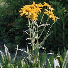 Helenium - Hoopsii, Sneezeweed - Kings Seeds - 125 Seeds
