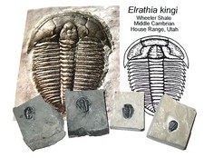 Cambrian Elrathia kingi