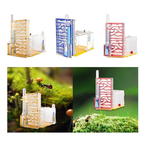 Ant housing nest - ant, farm