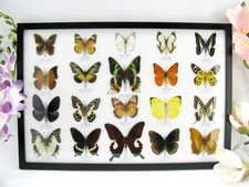 20 beautiful butterfly