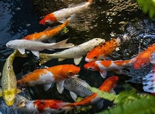 JAPANESE KOI CARP FISH CANVAS