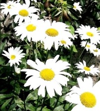 SHASTA DAISY MAYFIELD GIANTS