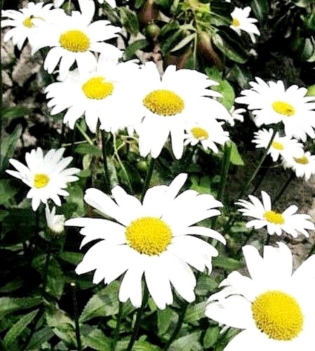 Shasta daisy mayfield giants - daisy,