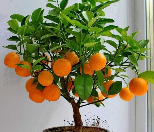 Orange tropical fruit - orange,