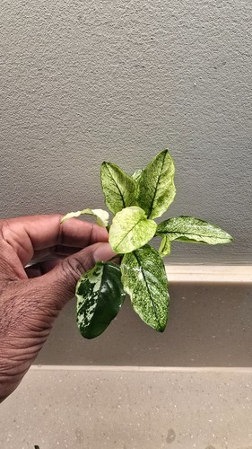 Anubias nana pinto very - nana, **very
