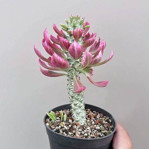 8cm succulent cactus plant - succulent,