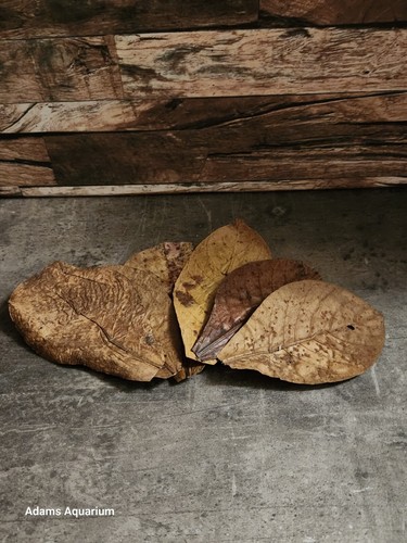 Small premium indian - premium, almond