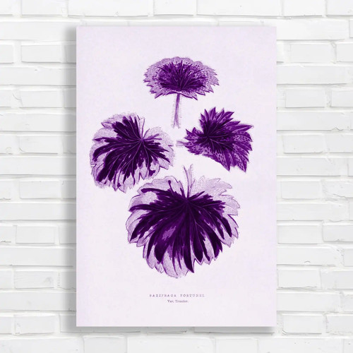 Botanical illustration - botanical,