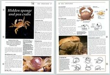 Hidden Sponge & Pea Crabs - Sea Creatures - The Living Countryside Page