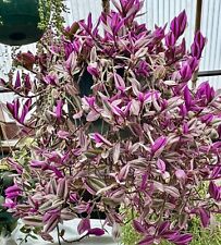 Pink Tradescantia Nanouk - Fantasy Venice - x3 ROOTED Cuttings - 6inch+