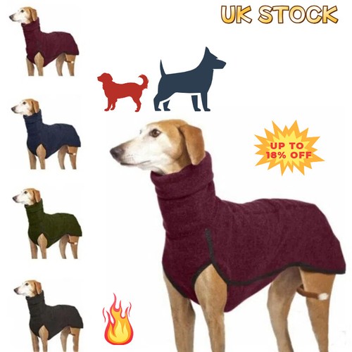 Dog pet whippet - dog,