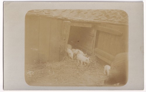 Piglets pigsty wooden - in, barn