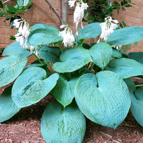 Hosta big daddy plantain lily - daddy,