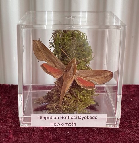 Hippotion raffiesi dyokeae - a1,