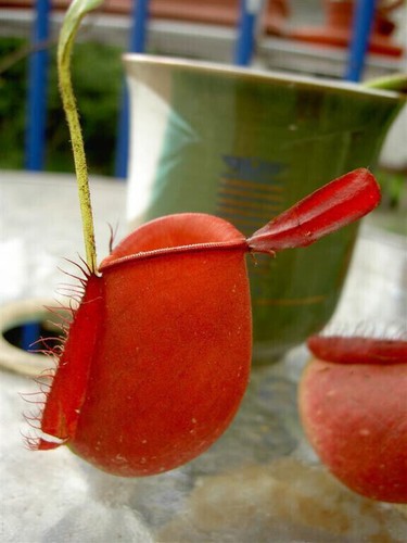 Seeds nepenthes - 5,