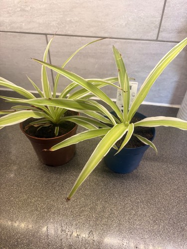Spider plant chlorophytum - plant, (chlorophytum