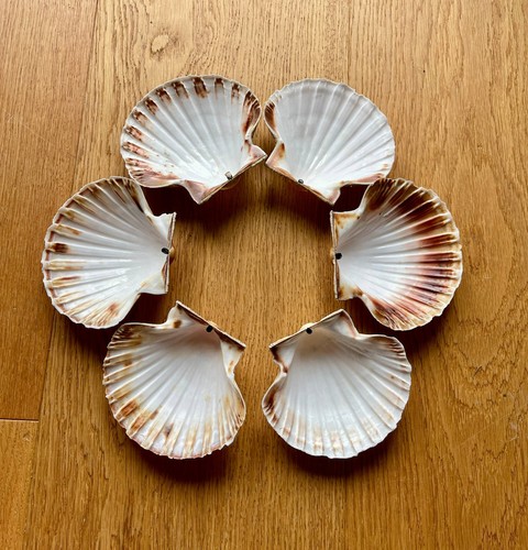 Large south coast scallop - large,