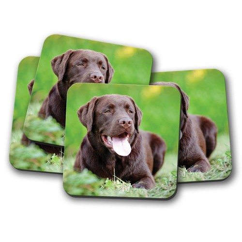 Set chocolate labrador - -,