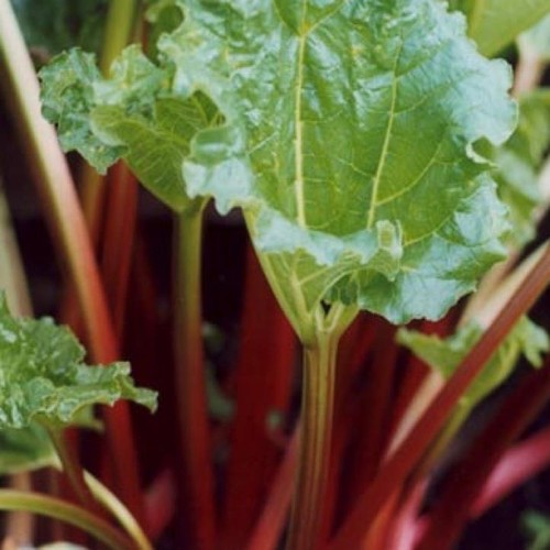 Rhubarb victoria vegetable - 'victoria',