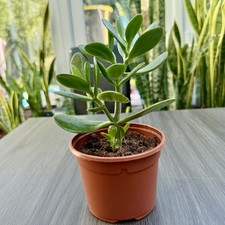 Jade Tree | Crassula Ovata | Money plant | 20+ cm Height 10.5cm Pot Decor