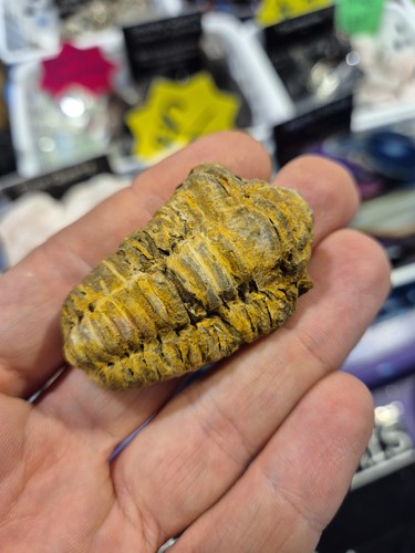 Trilobite morroco - trilobite,