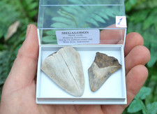 Real megalodon sharks - real,