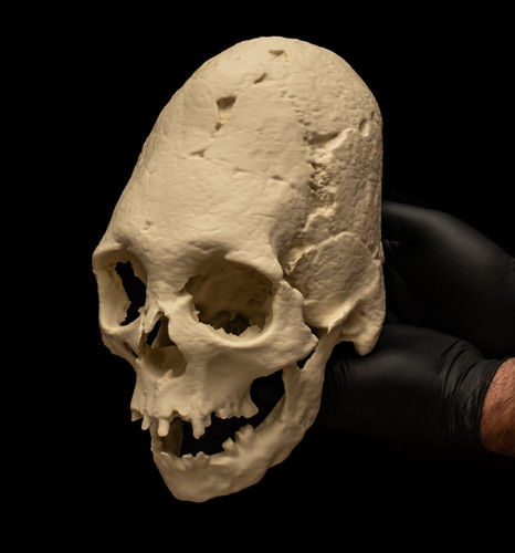 Human skull replica elongated - replica,