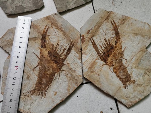 Pair cretaceous period - cretaceous,