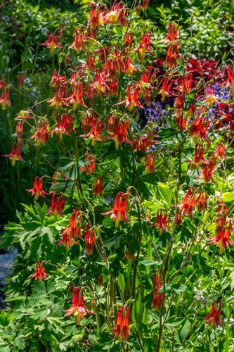 Aquilegia canadensis little - canadensis, 'little