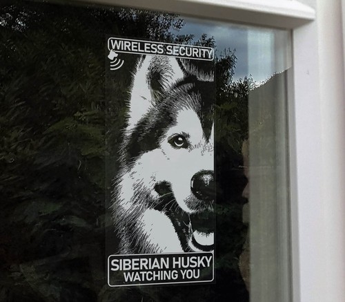Siberian husky wireless - husky,