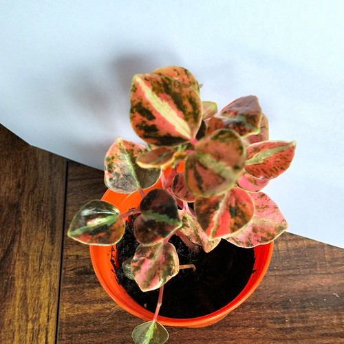 Peperomia creme brulee very - creme, brulee.