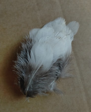 Fly tying / Native crafts / cards / art - Lady Amherst Pheasant flank feathers