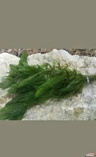 8 strands Hornwort Pond/Aquarium oxygenating weed includes weight ?????