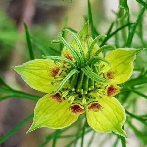 Nigella orientalis