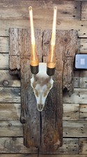 Roe deer real skull - deer,