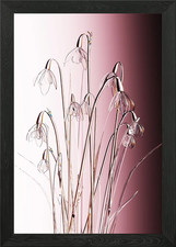 Glass snowdrops Framed Wall