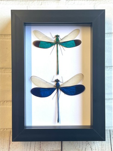 Damselfly pair - damselfly,