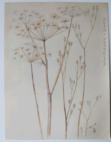 Cow parsley botanical - botanical, print