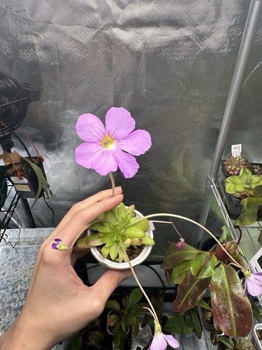 Pinguicula moctezumae aganta - pinguicula, x
