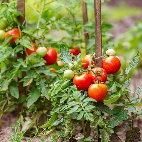 Tomato plants 9cm - in, pots