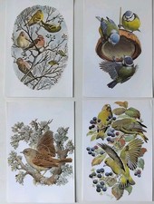 Bird Prints Set Of 4 by C F